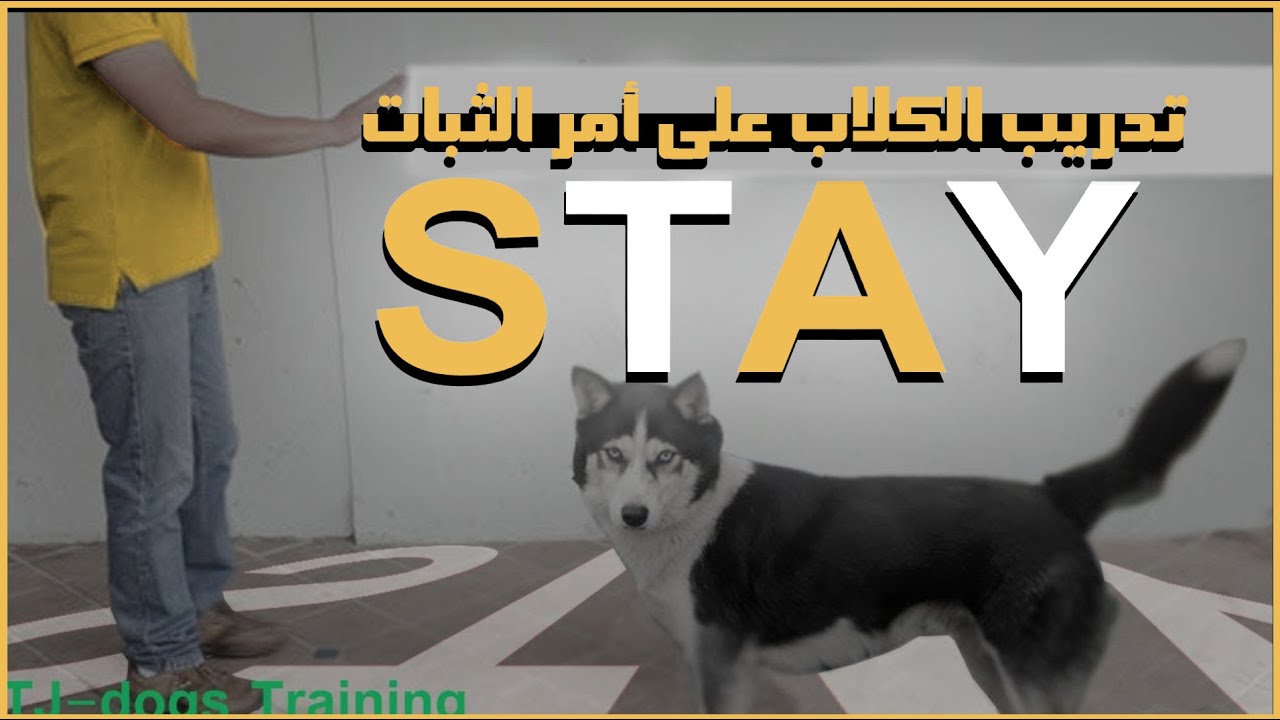 تدريب الكلاب على أمر الثبات stay
