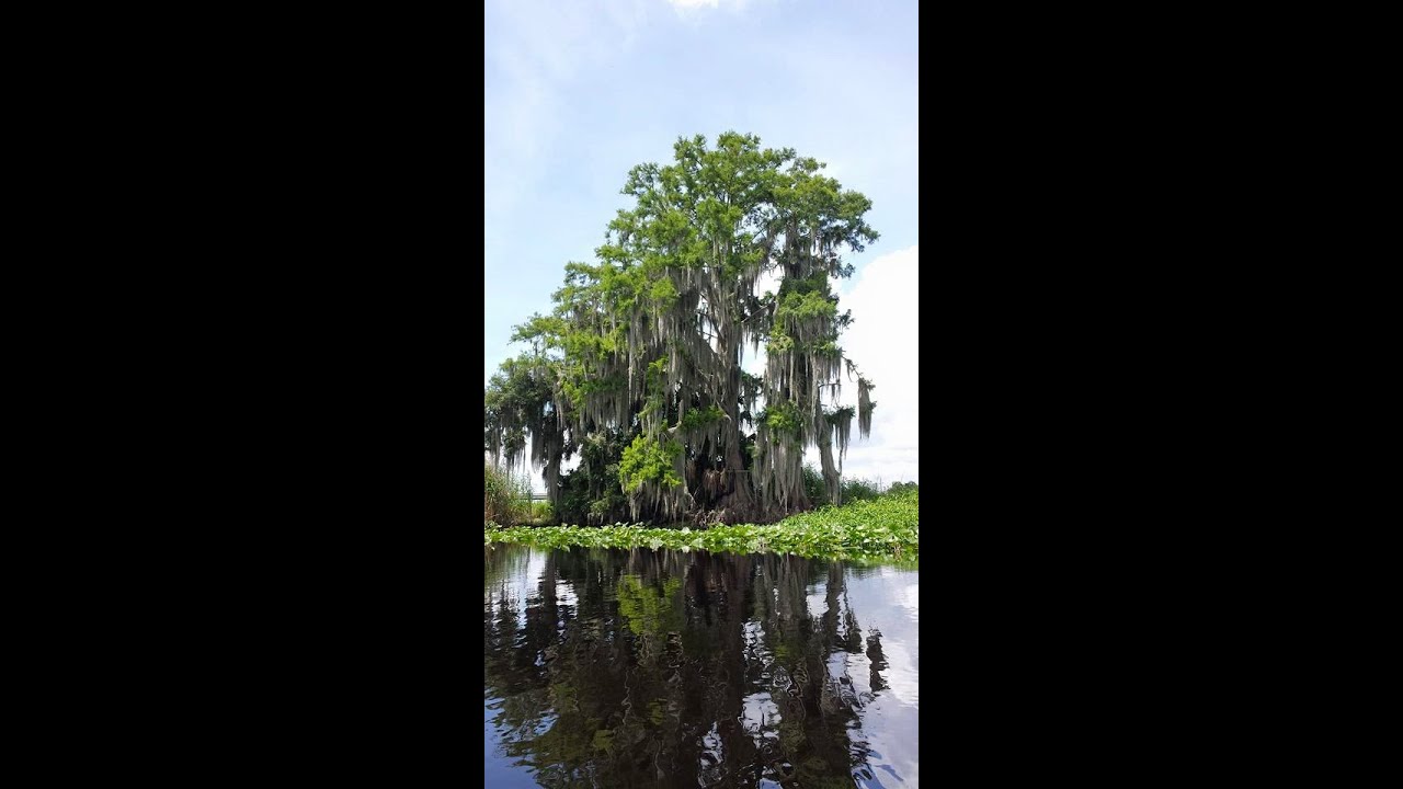 Kayaking : Lake Jesup Florida