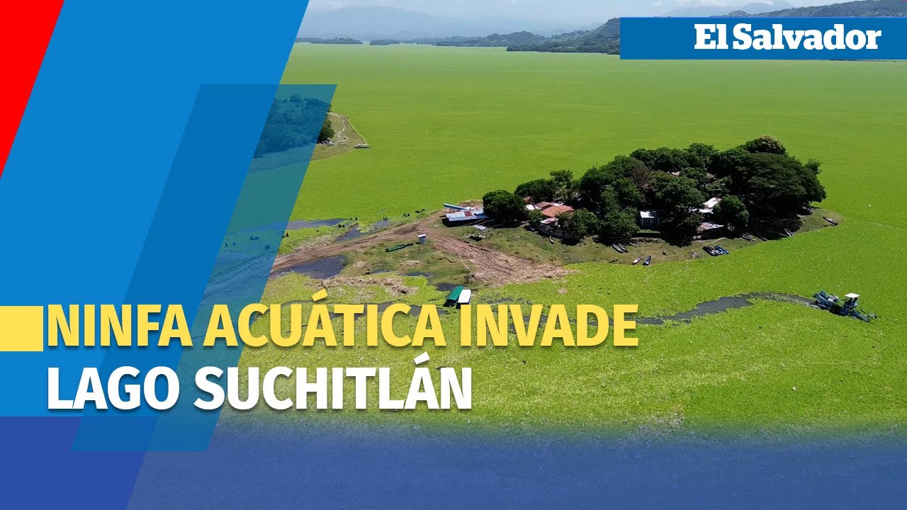 Ninfa acu&aacute;tica contin&uacute;a afectando pesca y turismo en el Lago Suchitl&aacute;n