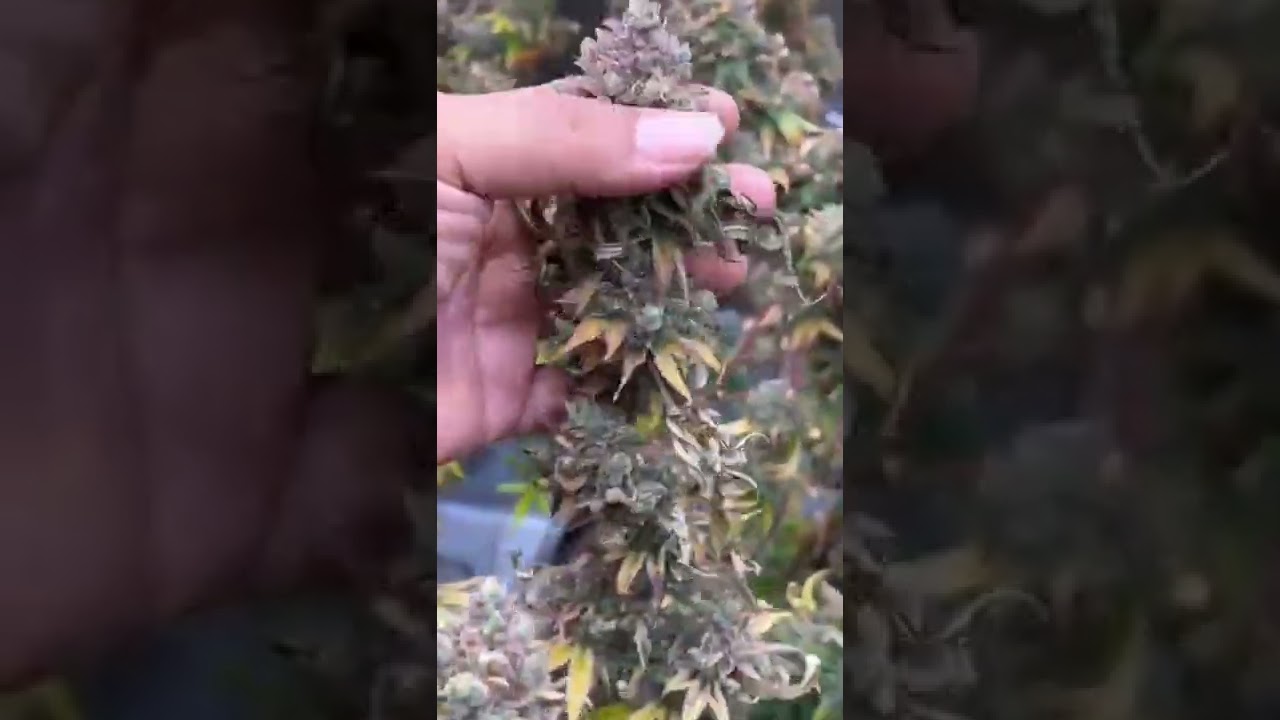 Optic 8+ NextGen Harvest @ Magical Mufukas on IG