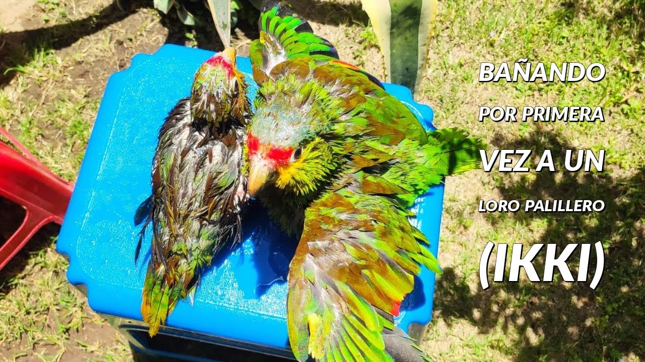 Ba&ntilde;ando por primera vez a un loro papillero-Bathing a Papillero Parrot for the first time.