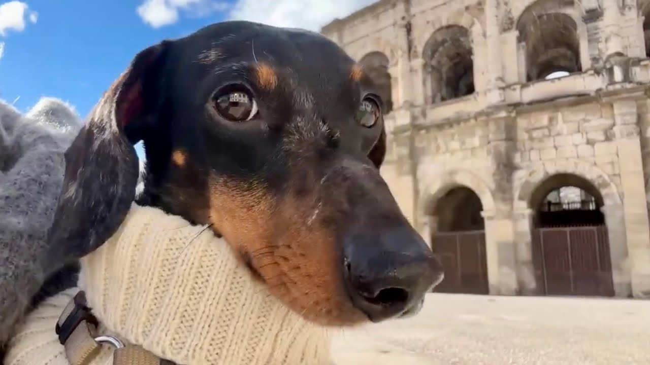 A YEAR WITH A MINI DACHSHUND (NEW EDITION)
