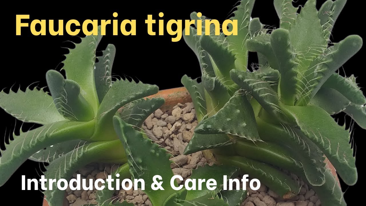 How to Grow Faucaria tigrina  (Tiger Jaws)