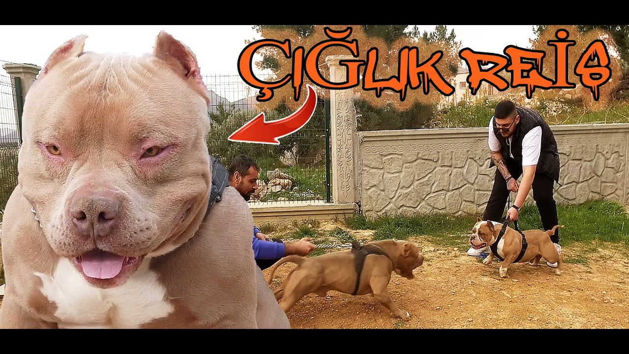 SİMBA KARDEŞİYLE BULUŞTU AMERİCAN BULLY EXTREM İLE EGZOTİC FARKI