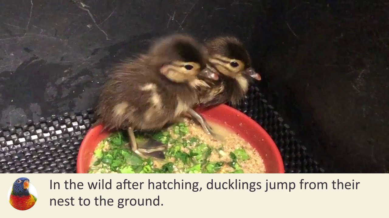Mandarin Duck Incubation Process