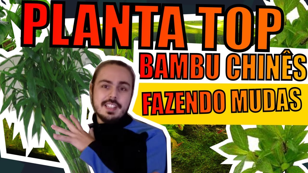 🔴CRESCE MUITO! TUDO SOBRE O BAMBU DA SORTE ( BAMBU CHINÊS ) |Mr. Betta|