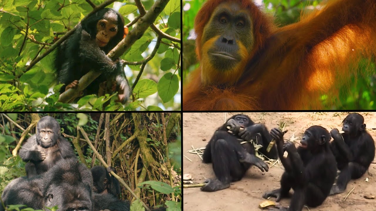 Great Apes Around the World | Our Closest Living Relatives
