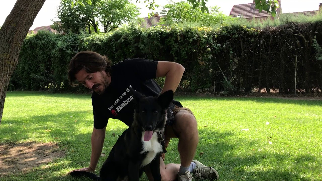 enseñar a sentarse-adiestramiento canino-#1