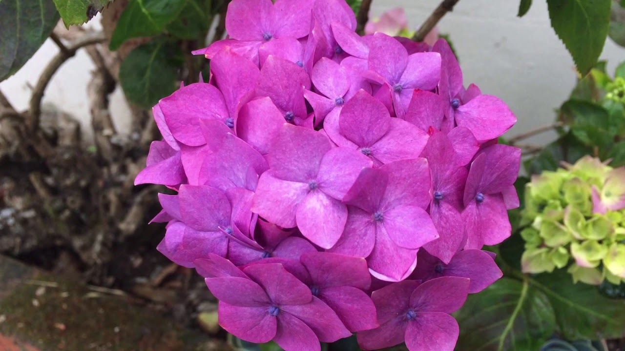 Hana wa Saku (Flowers Will Bloom) — Piano & Guitar — May 10, 2020 — Buddhist Church of San Francisco