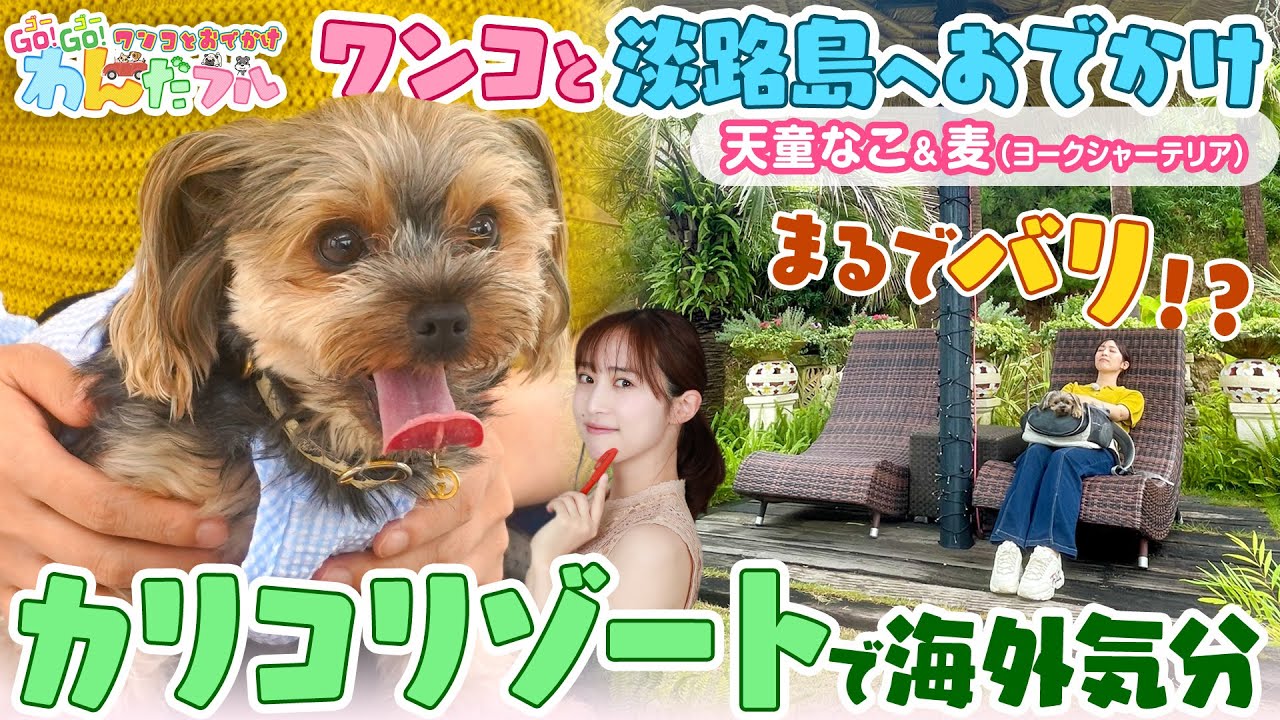 【犬と淡路島へおでかけ】ワンコに優しい淡路島で海外気分満喫‼天童なこ＆麦（ヨークシャーテリア）Go!Go!わんだフル #4淡路島編