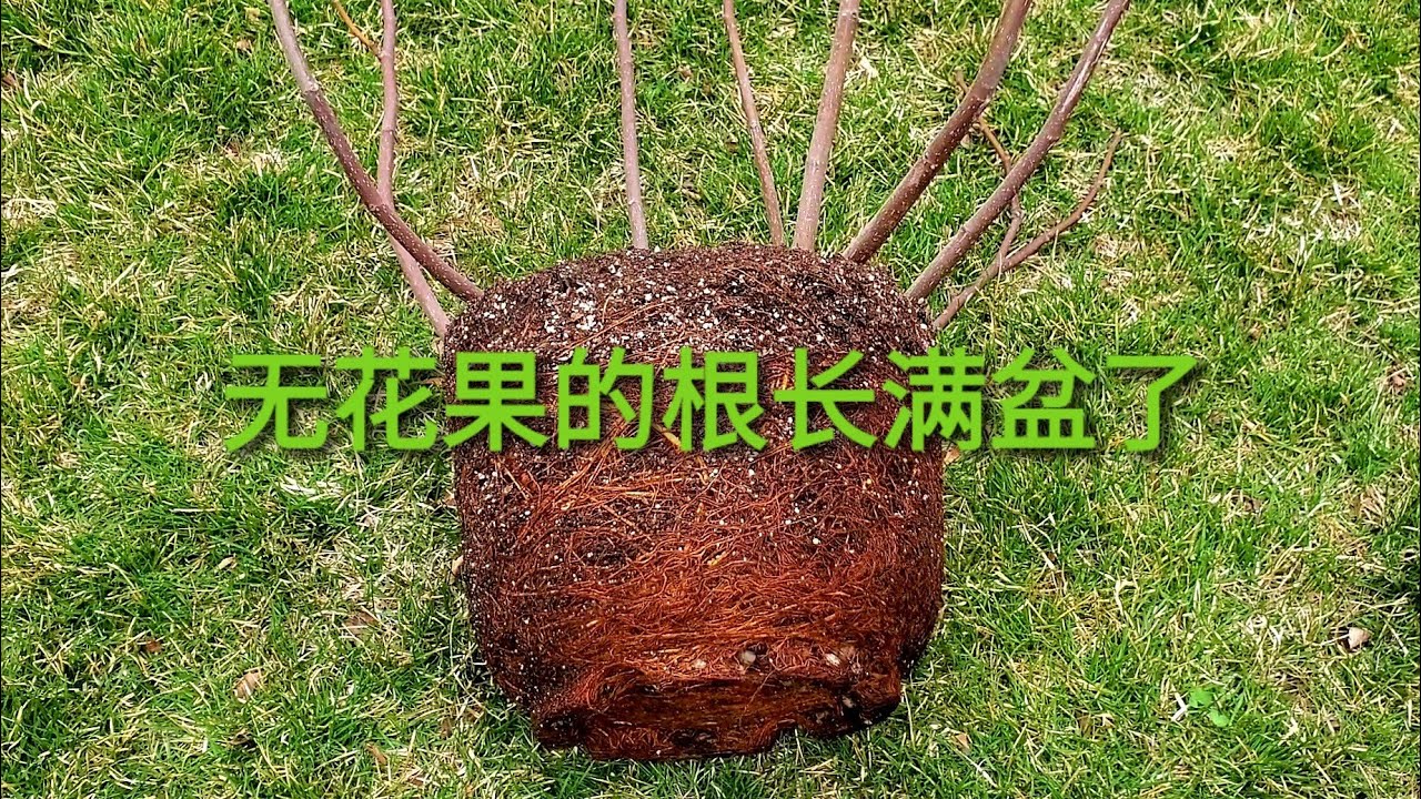 打算给盆栽无花果树换土，但是最终地栽了