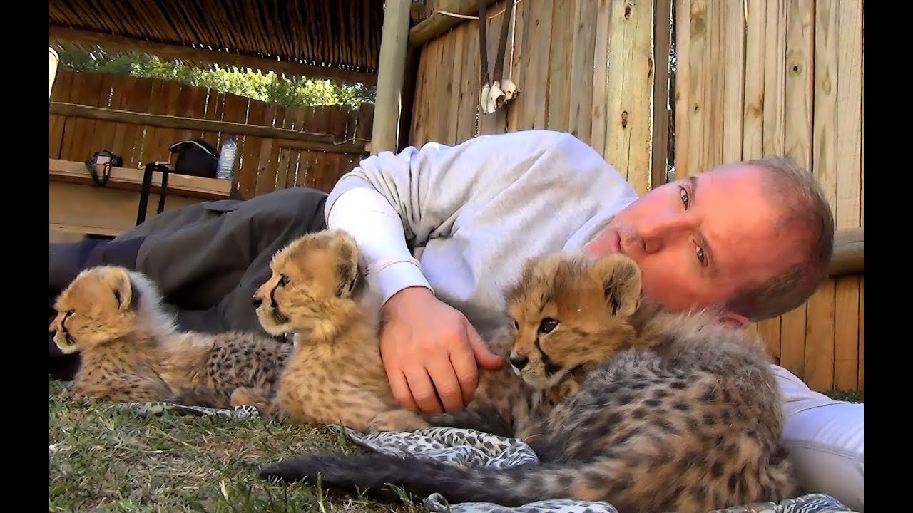 Growing UP Cheetahs - Cubs Eat Play Run Walk Sleep At Endangered Big Cat Breeding Center (Part 2)