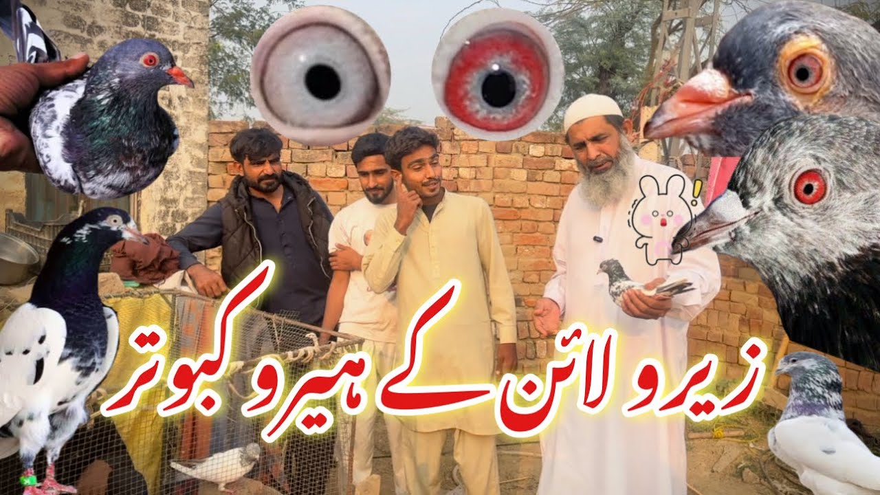 Zero line k Kabootar || #amjadaliofficial #pigeon #kabootar 