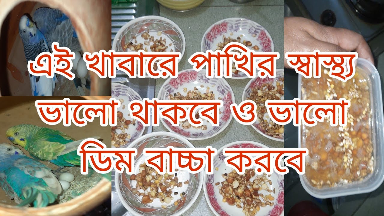 এই খাবারে পাখির স্বাস্থ্য ভালো থাকবে ও ভালো ডিম বাচ্চা করবে | বার্ডস অফ সিটি। #birds #bajrigar 
