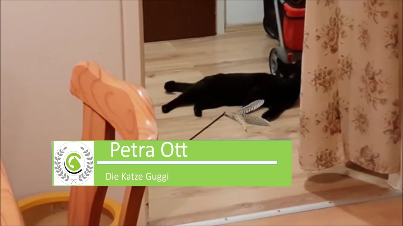Vermehrtes Lecken bei Kater ausgelöst durch Stress