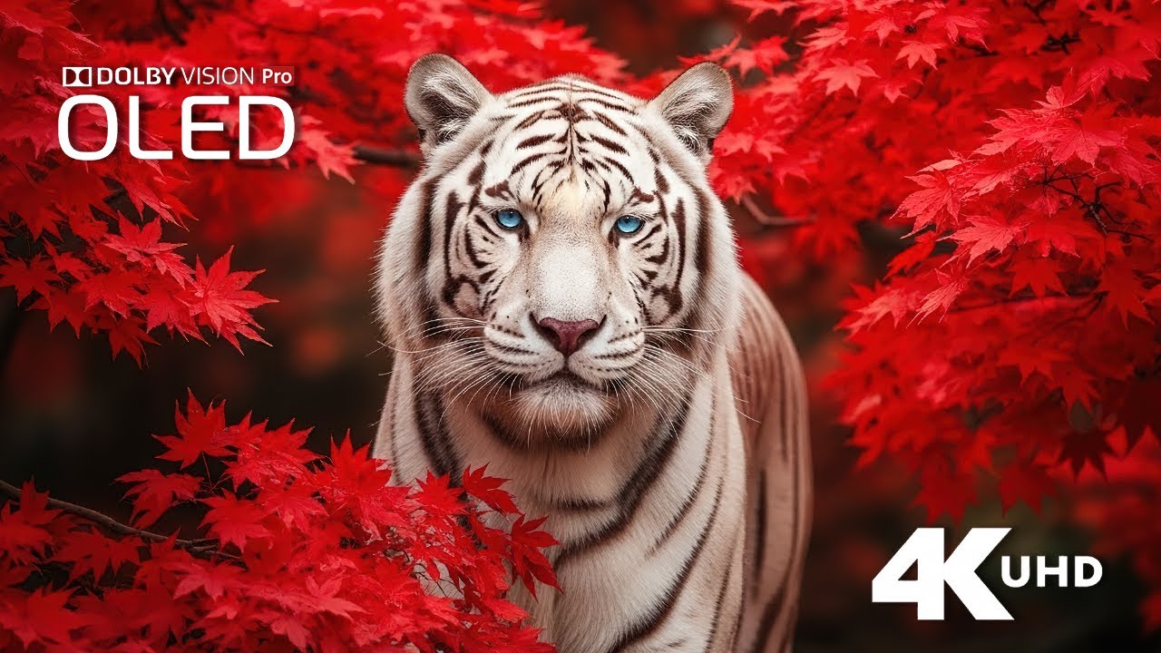 Extreme Nature Colors 🌈 – Dolby Vision 4K HDR 60fps Wildlife