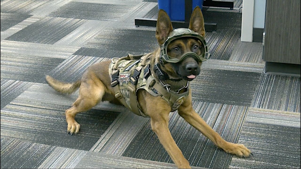 Cheyenne K9s gear up with goggles and helmets for high-risk calls