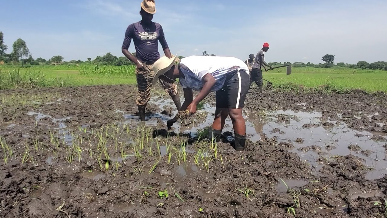 Rice Growing in Eastern Uganda //  Village Life