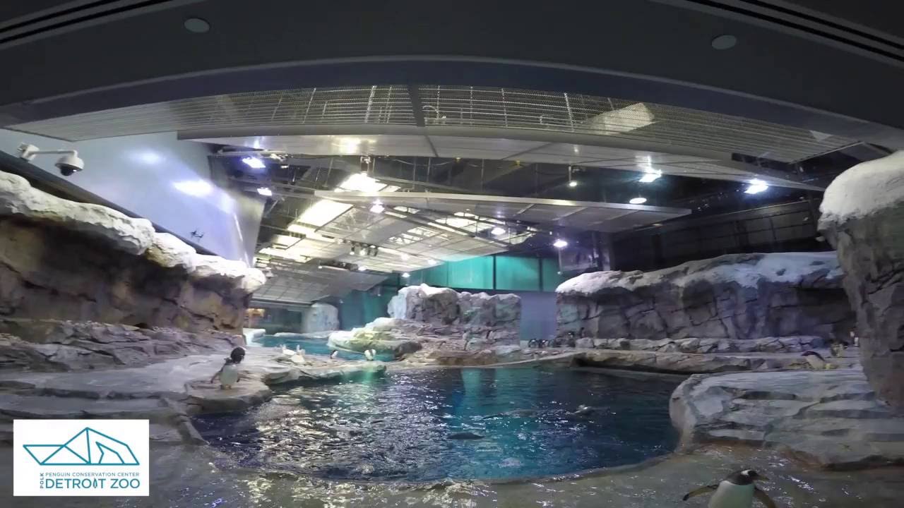 Detroit Zoo | Polk Penguin Conservation Center