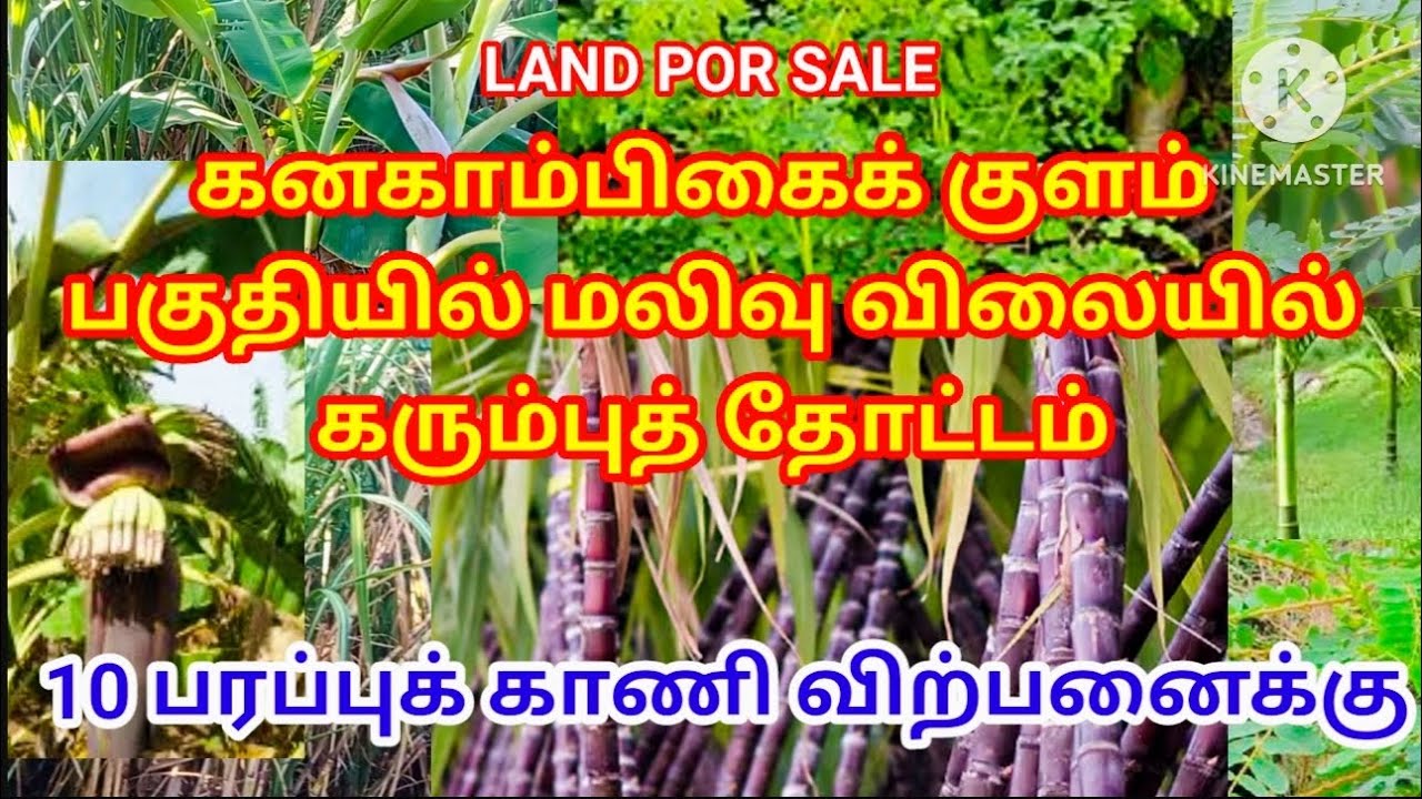 Sugarcane plantation land for sale. கனகாம்பிகைக்குளம் பகுதியில் மலிவு விலையில் கரும்புத் தோட்டம்