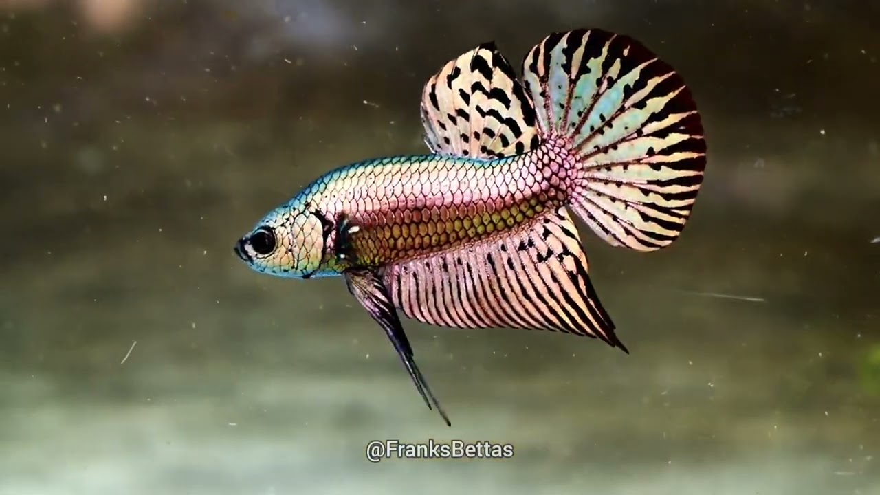 Wild Betta flaring compliation - Wild bettas and wild type cross by FranksBettas