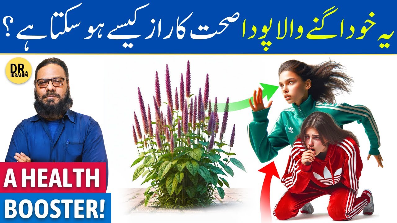 'Chirchita Puthkanda' Ke Fayde/Istemal | Prickly Chaff Flower Benefits | Dr. Ibrahim