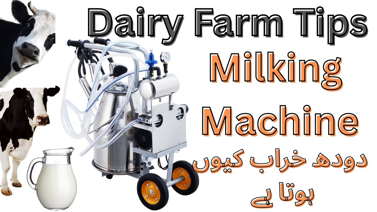 Milking Machine Complete Guide | Dairy Farm Life & Daily Activities | Cow Farming Technology #cow