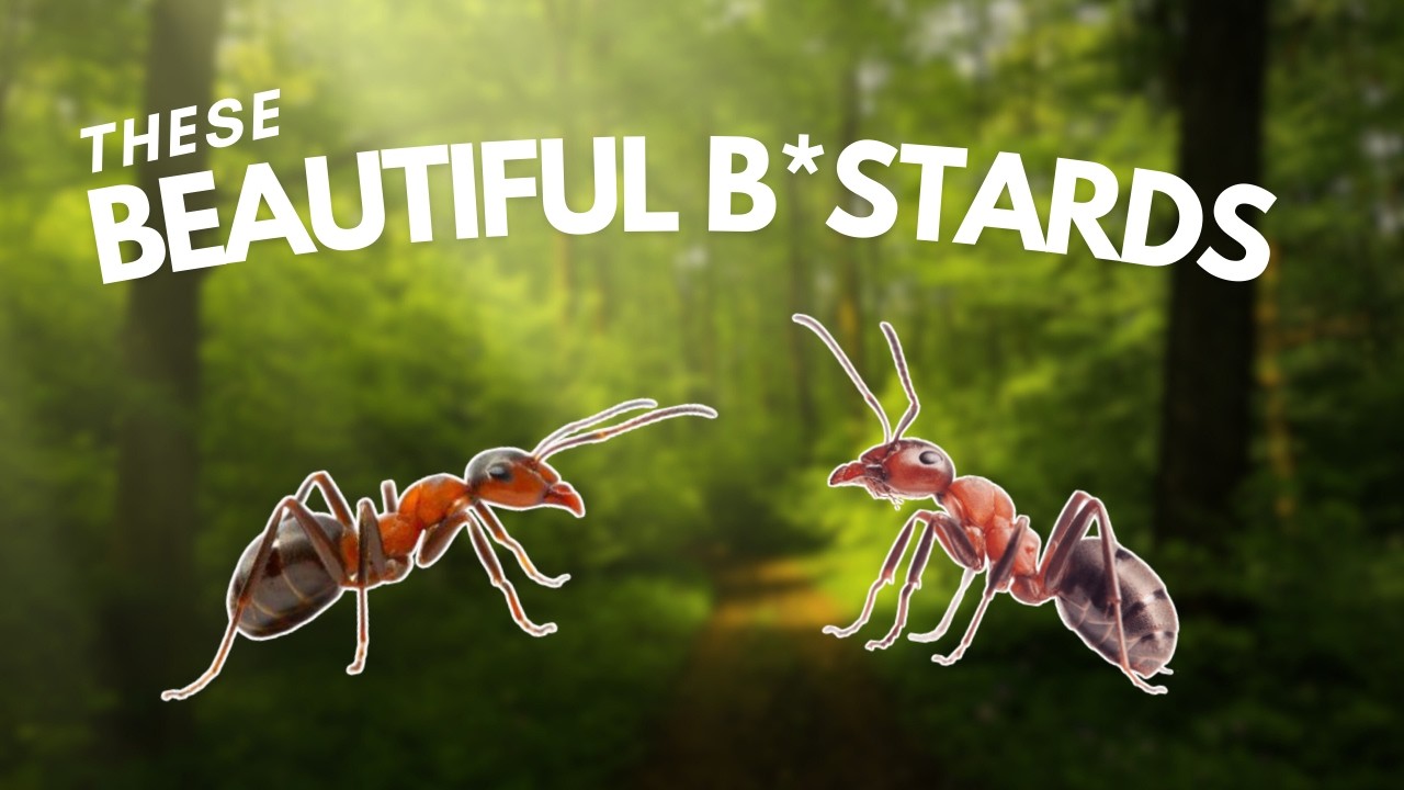 Why I Find Ants Fascinating (and annoying)...