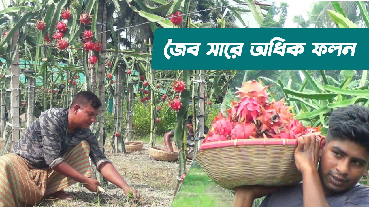 খরচ কম ফলন বেশি লাভ বেশি। জৈব সারে ড্রাগন চাষ পদ্ধতি। প্রবাসির ড্রাগন চাষ Tanvir Bangla