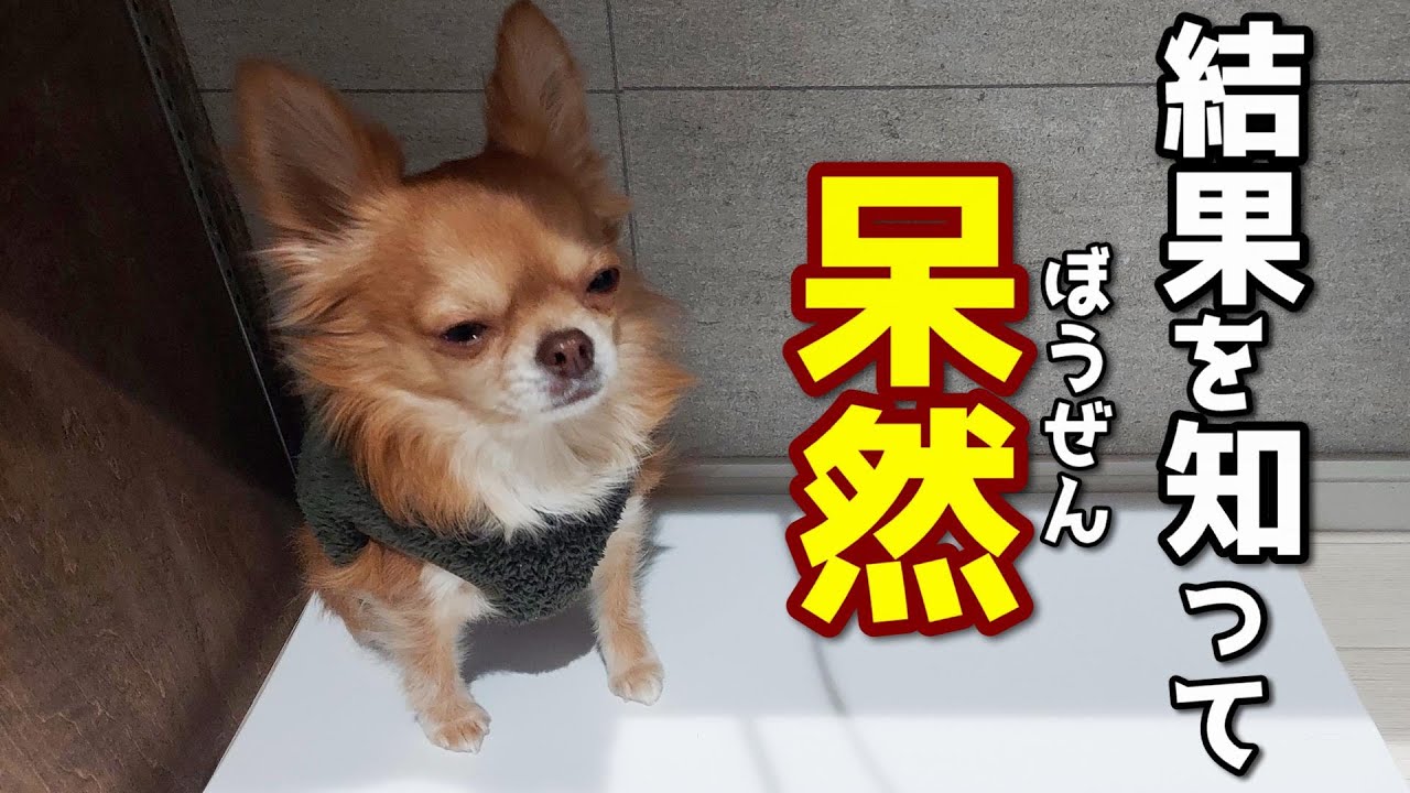 チワワ犬に対してやってはいけないことをやってしまってた結果