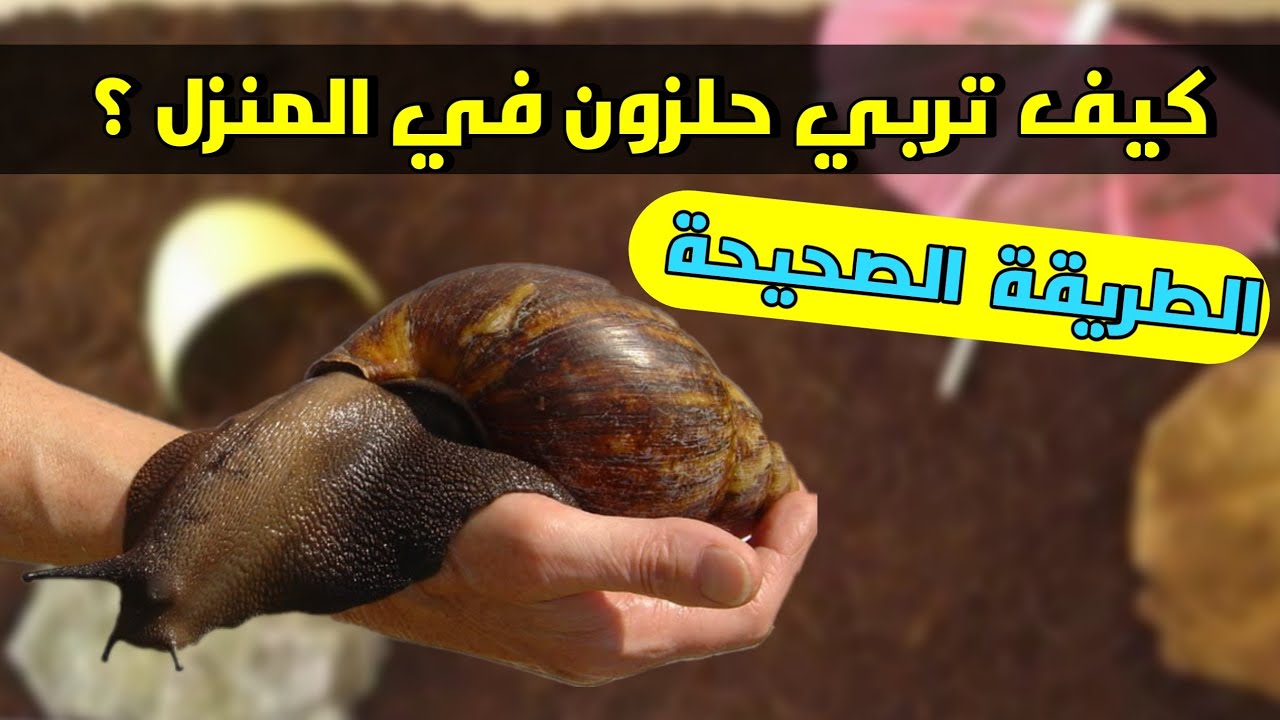 كيف تربي الحلزون في المنزل ؟ الطريقة الصحيحة لتربية الحلزونات في المنزل | Nature Lover