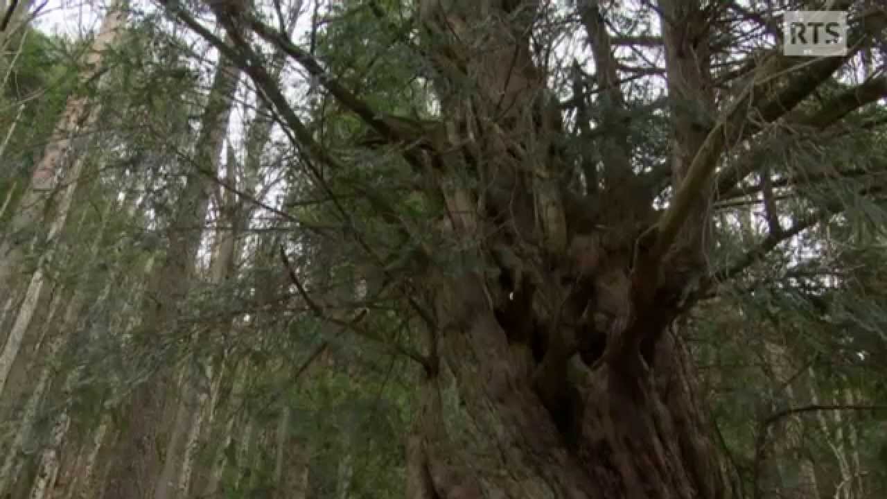 Le plus vieil arbre de Suisse