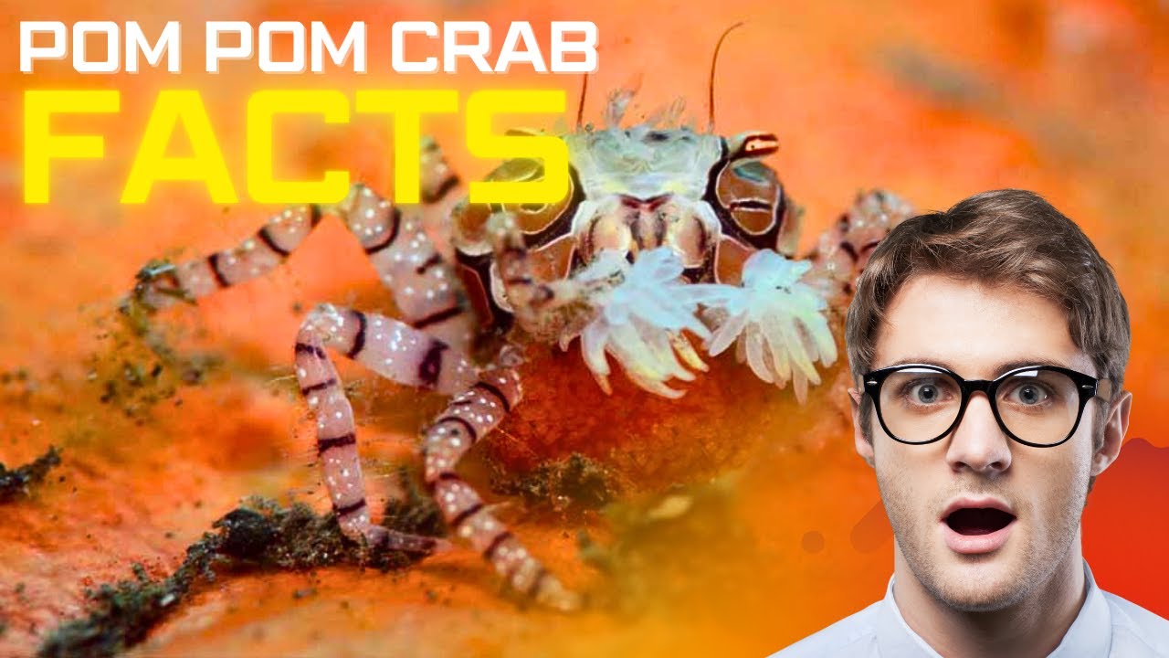 Top Pom Pom Crab Fish Facts You Need to Know | Fish Facts