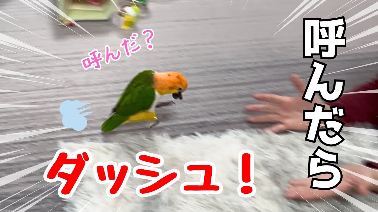 インコは名前を呼ばれると喜びます！全力で走ってきた結果がこちらw【シロハラインコ】