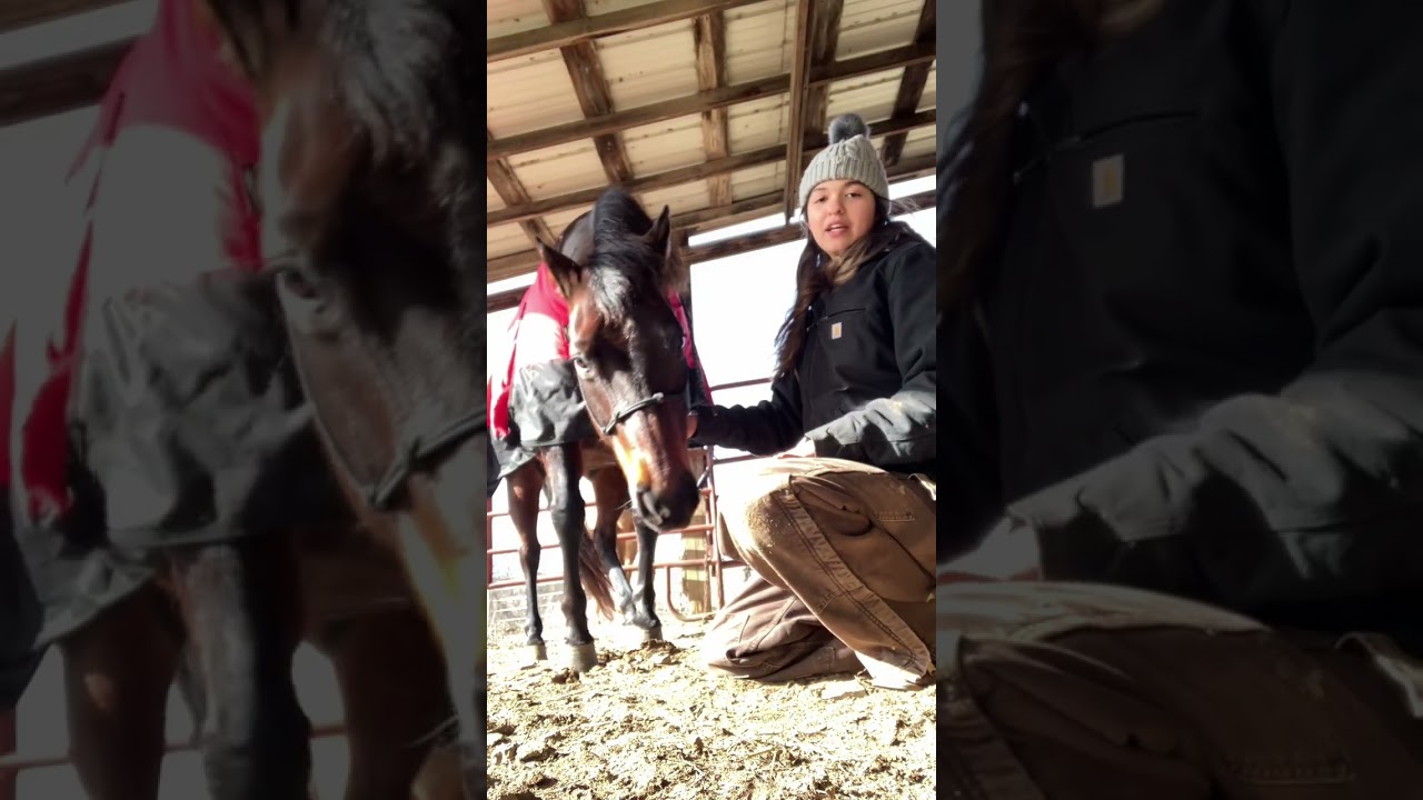 How to mount bareback easy #chaos #horses #horsetok #fyp #funny #why #bareback #howto 