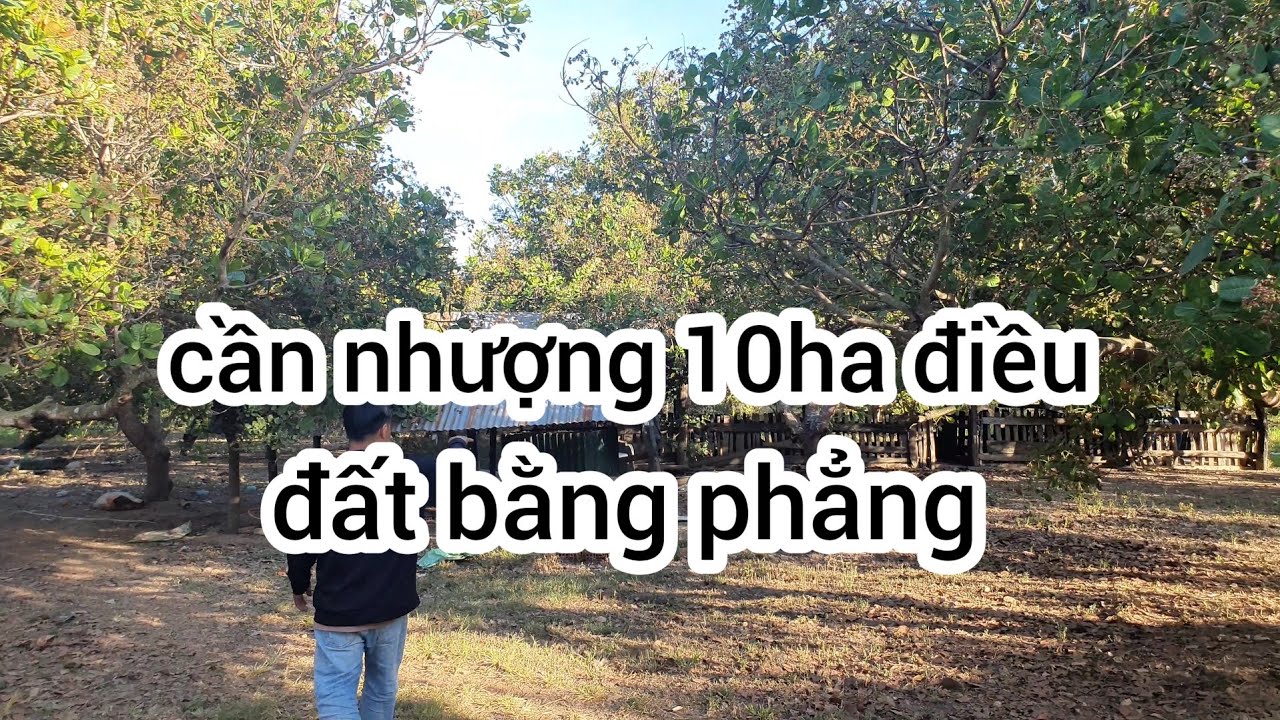 Cần nhượng 10ha đất trồng cà phê sầu riêng được nước nôi đây đủ đường xã thuận tiện 