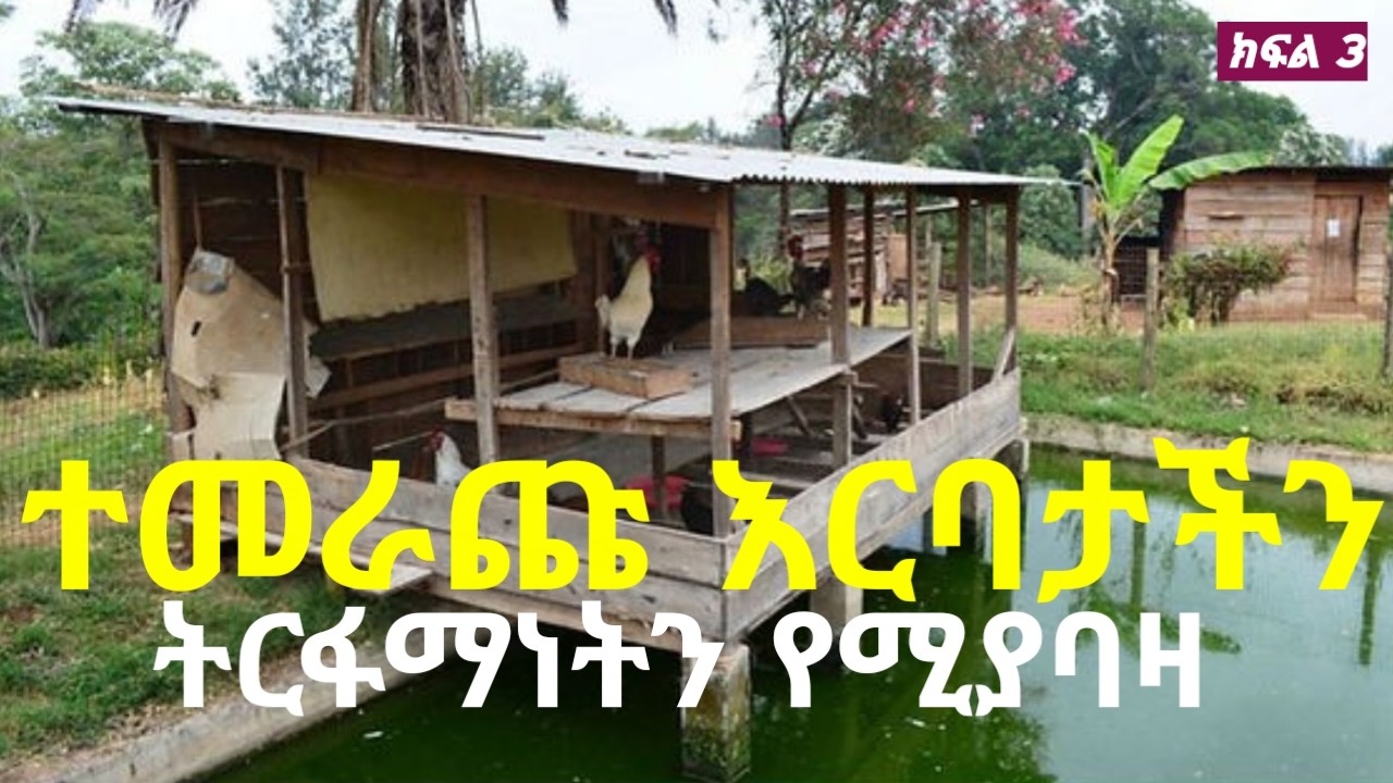 የዶሮና የዓሳ ጥምር እርባታ ተመራጩ እርባታ ነው! ትርፋማነታችንን በእጅጉ የሚጨምር! የመሬት እጥረትን የሚፈታ! ክፍል 3