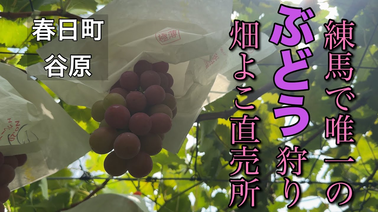 11【練馬区の夏グルメ！🍇ぶどう狩り＆直売所めぐり】鹿島ぶどう園・みやべぶどう園