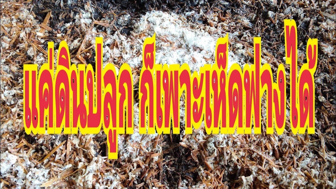 การเพาะเห็ดฟางด้วยดินปลูกต้นไม้