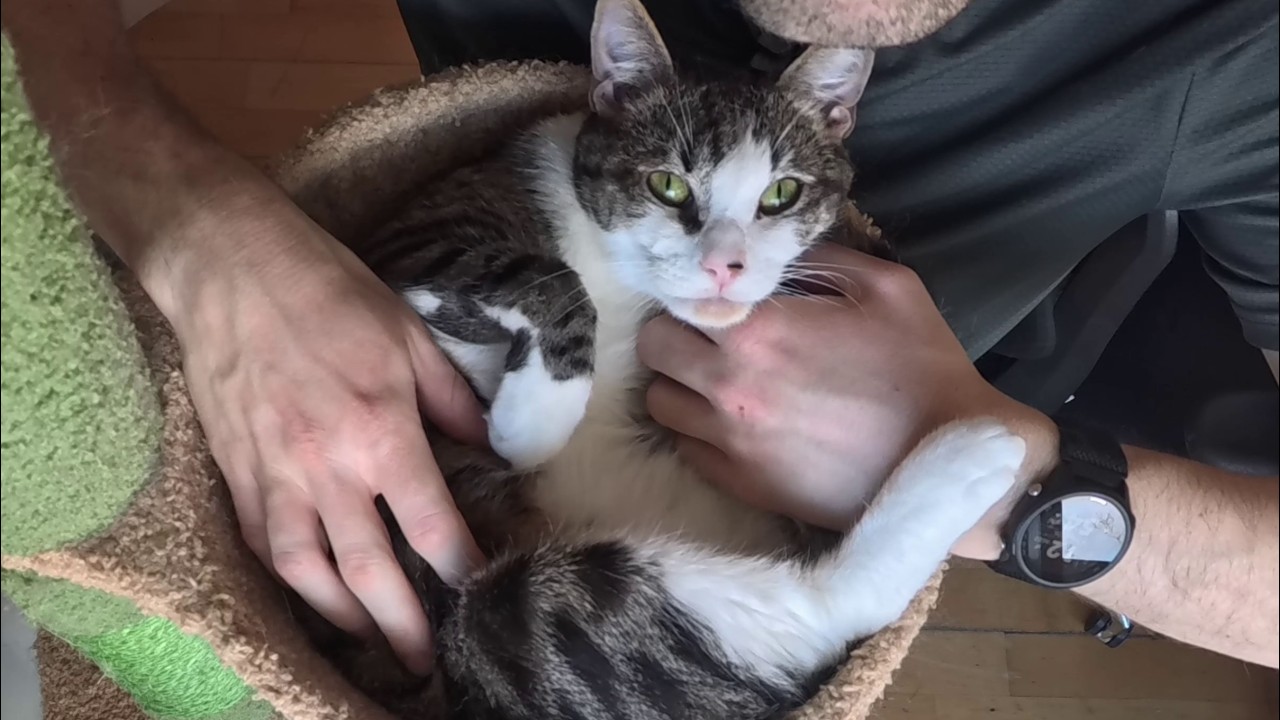 My Cat Does ASMR - Maximum Gain Purrs and Cuteness!