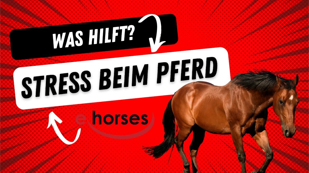 Stress und nervöse Unruhe beim Pferd | Anzeichen, Ursachen & Folgen | Das kannst Du tun