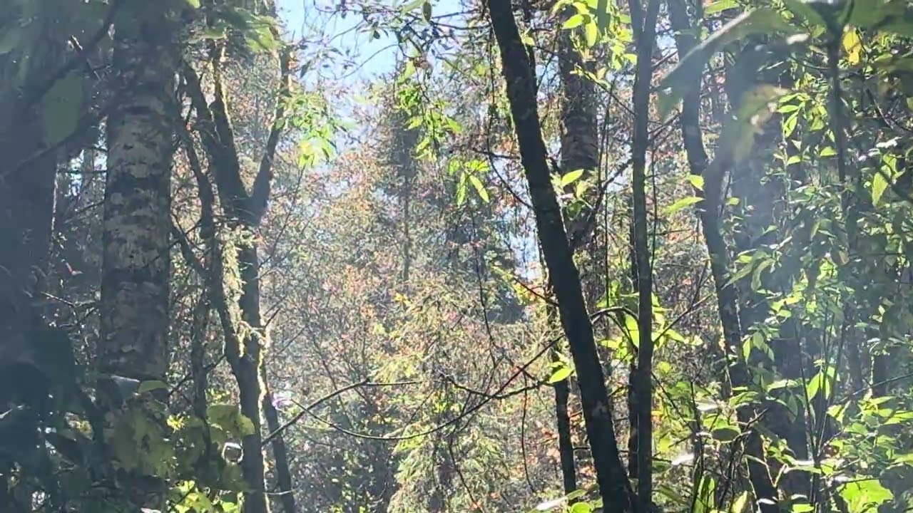 Monarch Butterflies waking up to warm up in the sun in the mountain forest near Valle de Bravo 