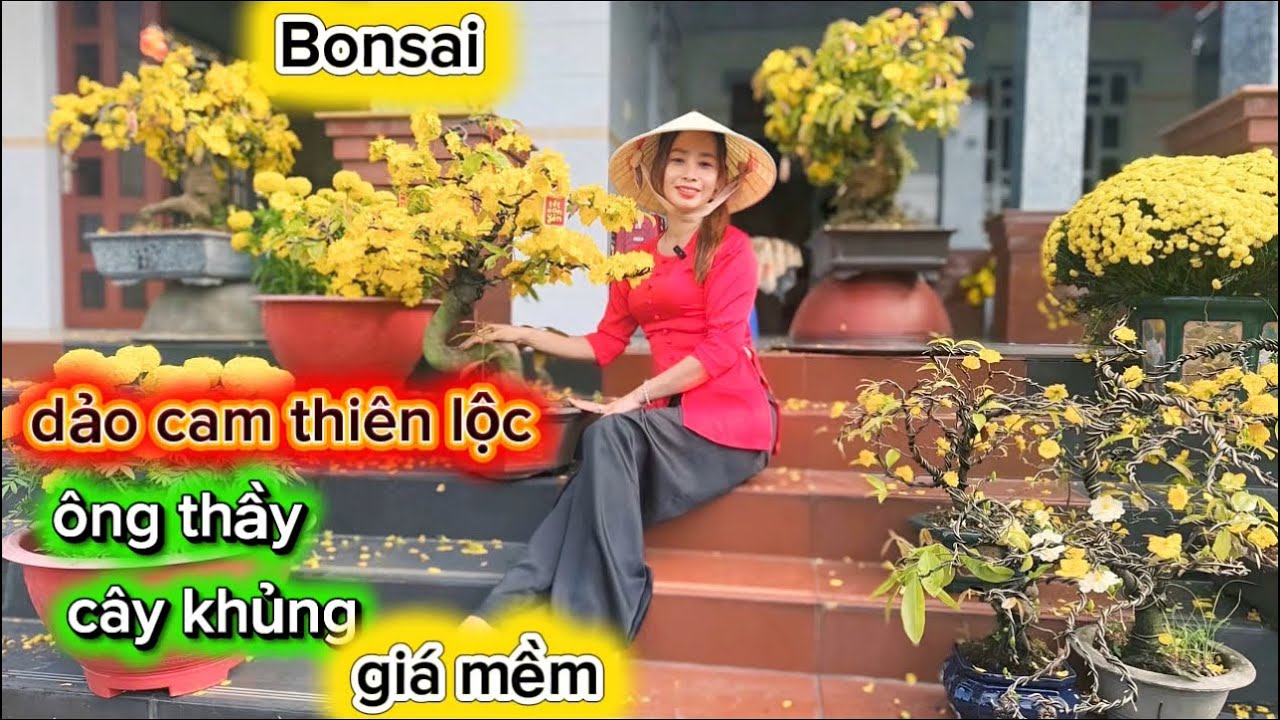 19-2-2026☎️0378.898.338 chị Trâm 🌳mai bonsai củ đế đẹp-giá mềm-nhiều giống-cam thiên lộc. 