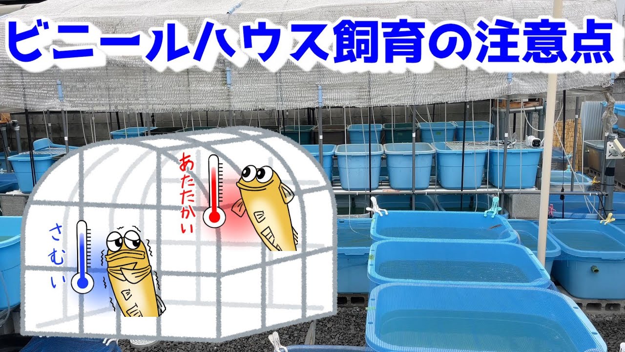 メダカのビニールハウス飼育の注意点！放射冷却について！＆メダカの様子（12月上旬）【媛めだか】