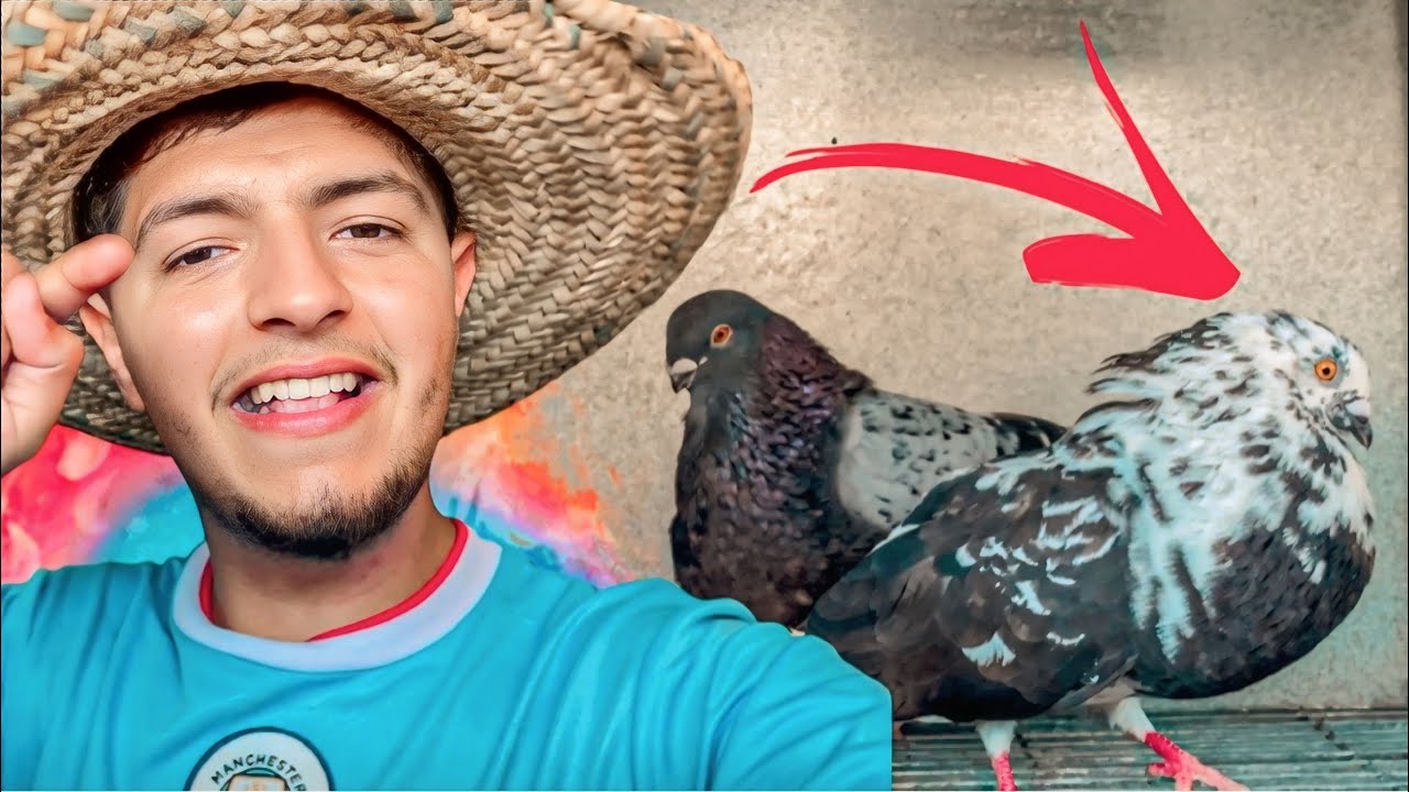 رجعت أنتى الحمام 🤯 واو واو بزاف ديال مفاجأة فى الفيديو 🔥