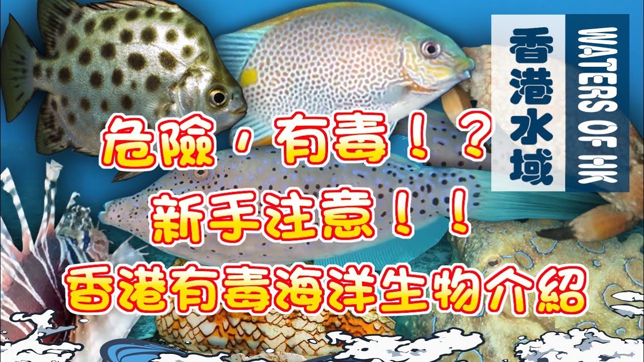 【漁人推介】香港水域 新手潛友及釣手注意！ 香港有什麼有毒海洋生物 阿火帶大家落海了解下 Poisonous Sea Creatures in Hong Kong