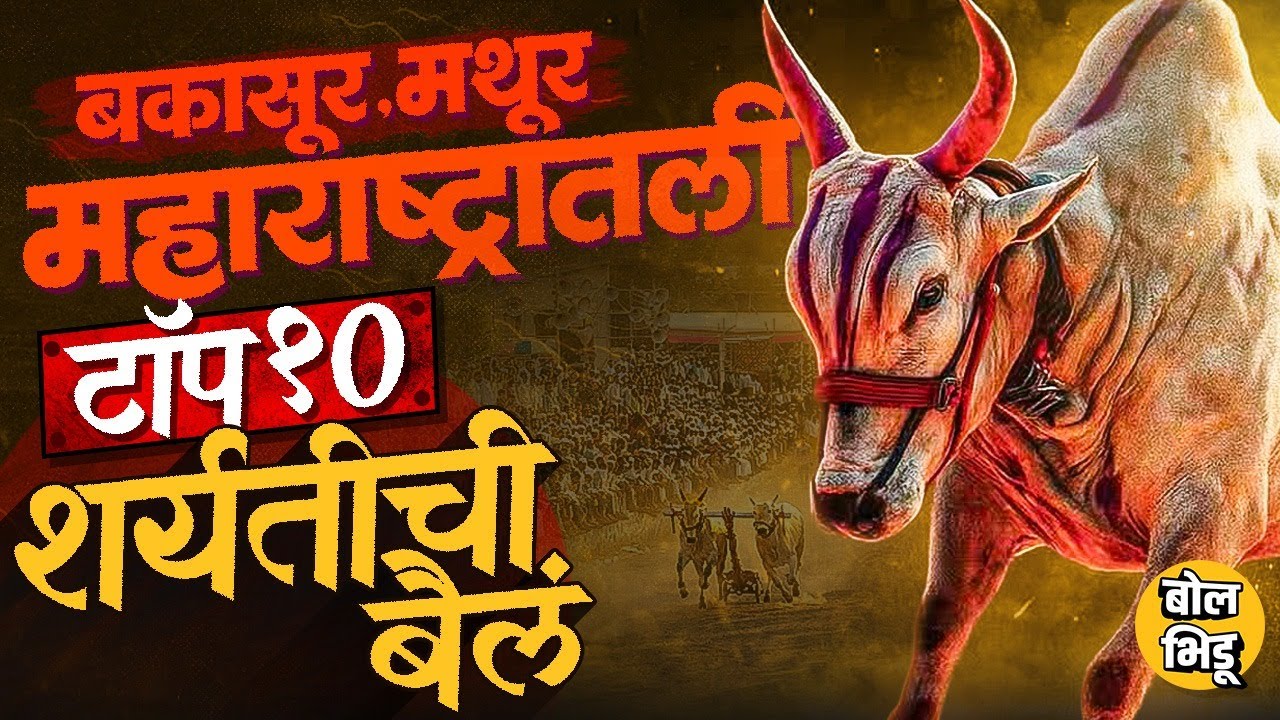 Bailgada Sharyat | Bakasur, Mathur ते Raja महाराष्ट्रातली बैलगाडा शर्यतीसाठीची टॉपची बैलं कोणती ?