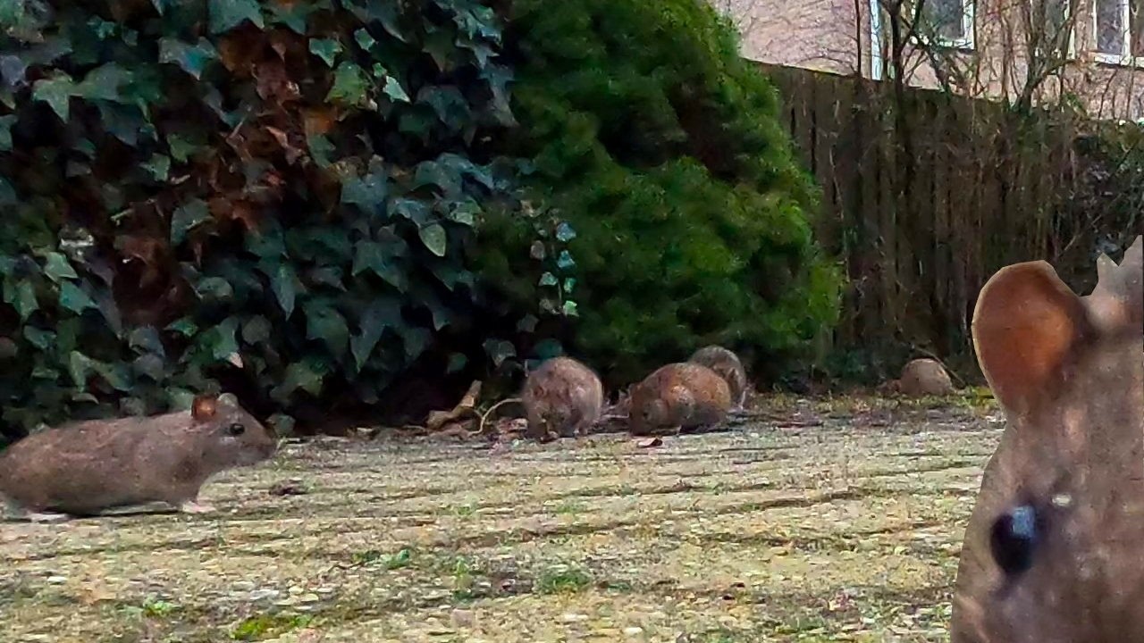 De familie Rat