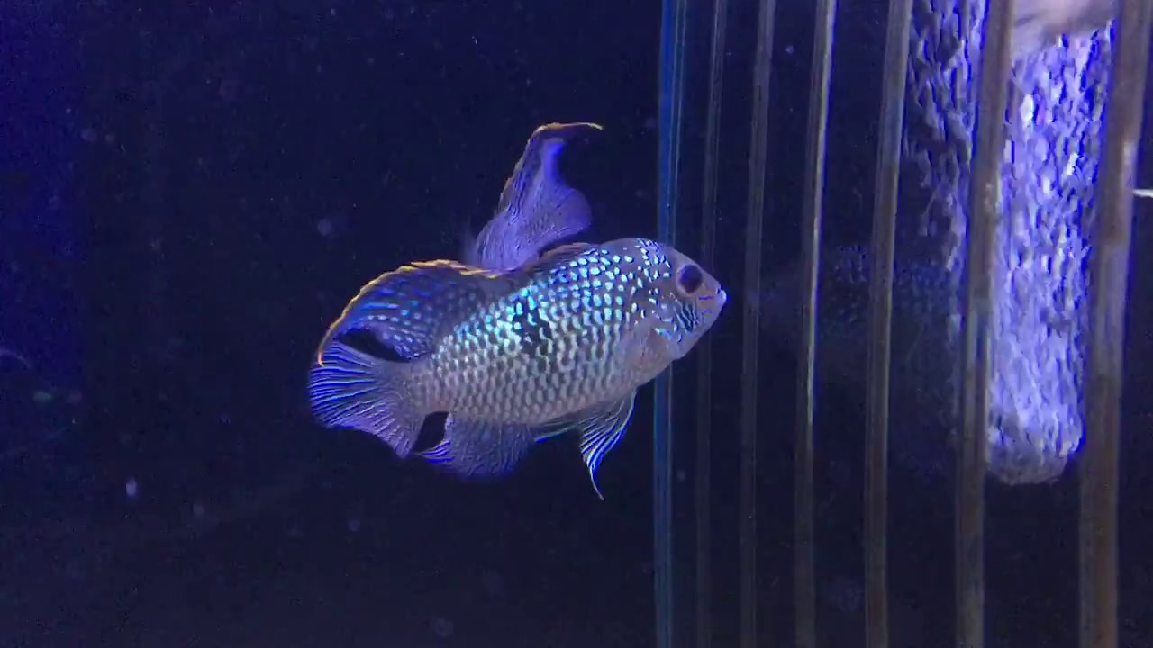 The best ever Blue Acara!