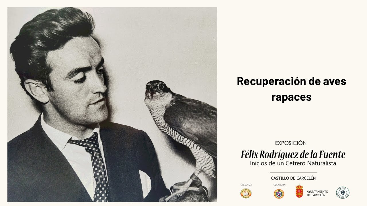 Recuperación de aves rapaces